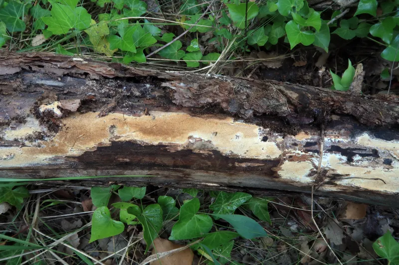 Antrodia sinuosa 1 - IMG_7341